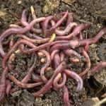 Eisenia-foetida