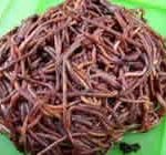 lombriz-roja-Eisenia-foetida