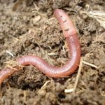 caracteristicas-de-la-lombriz-roja