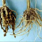 hongos que afectan la forma en como viven las plantas