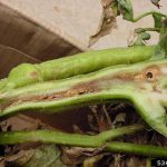 Hongo Fusarium