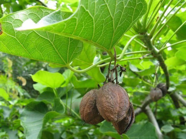 La jardinería elimina el estrés y la ansiedad