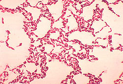 bacterias