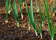 agricultura
