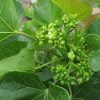 Planta de Jatropha curcas - Imagen 2