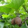 Planta de Jatropha curcas - Imagen 3
