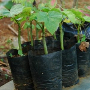 Planta de Jatropha curcas