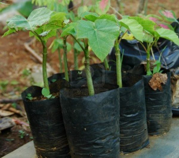 Planta de Jatropha curcas