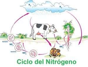 Ciclo del Nitrógeno